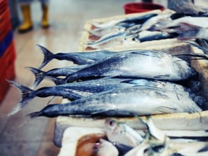 Catch of the day 