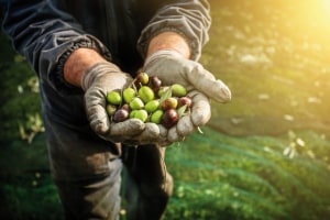 $5.5m on the table for Victorian grape property