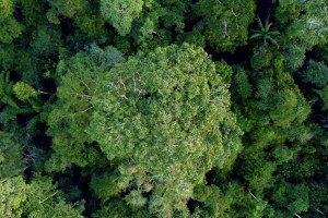 FSC Forest Week: Towards sustainable forestry
