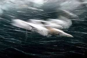 Image of diving gannet scoops US$120,000 photography prize 