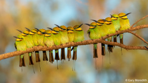 Australian Geographic Nature Photographer of the Year - People's Choice winner announced