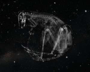 X-ray image wins 2022 Bowness Photography Prize