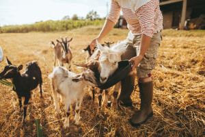Export success for Meredith Dairy