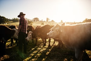 Woolworths strengthens sustainability targets