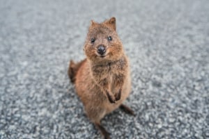 Wildlife selfies harm animals &minus; even when scientists share images with warnings in the captions