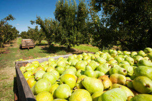 Box Divvy pushes for Aussie grown produce