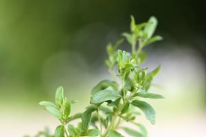 Tate & Lyle launches more cost-effective stevia