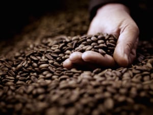 Manual launched for Aussie coffee growers