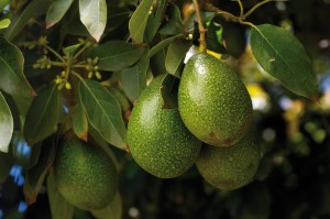 WA avocado exports up 400 per cent