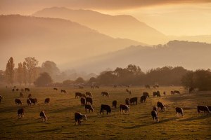 AACo's annual sustainability highlights