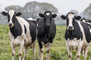 In the firing line: The state of dairy