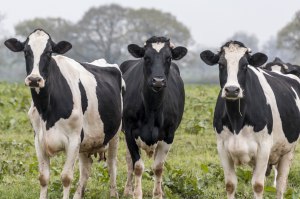 AACo leads sustainability in Australian meat sector