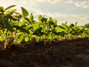 Researcher develops pocket-sized soil testing device