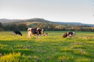 Will the cows come home?