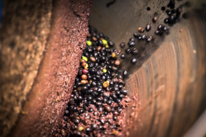 Olive stones upcycled for eco-friendly packaging