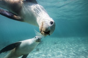 Scientists mount cameras on sea lions to map Australia&rsquo;s ocean floor
