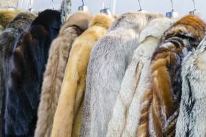 Cat fur sold in Victoria, advocacy group finds