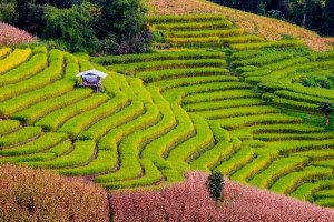 Rice research set to cut methane emissions