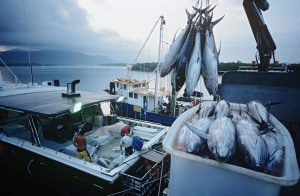 UN report: Aquaculture surpasses traditional fisheries&nbsp;