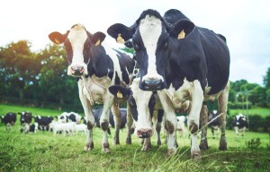 Lamb production booms to record highs
