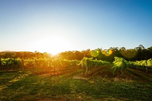 Aussie wine tourism boosted by $10 million