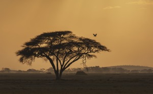 A wild new gum called Karaya
