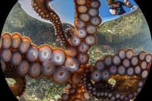 Sydney photographer's octopus selfie bags international award