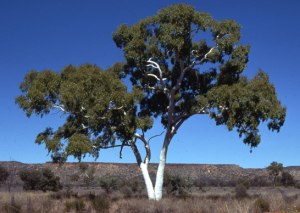 NEWS POLL: What's your favourite tree?