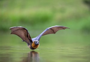 Behind the lens: High speed belly dip