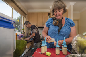 Behind the lens: Breakfast with bats