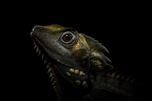 Behind the lens: In the dragon's den
