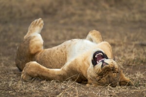 Comedy Wildlife Photography Awards now open for entries