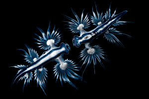 Behind the lens: The blue dragon