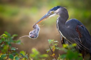 High flyers: Bird Photographer of the Year announces finalists