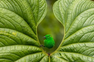 High flyers: Bird Photographer of the Year 2023 winners crowned