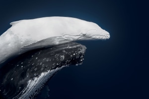Queensland photographer takes top honours at World Nature Photography Awards 