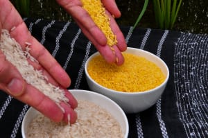 GMO bans scrapped, crops bounce back 