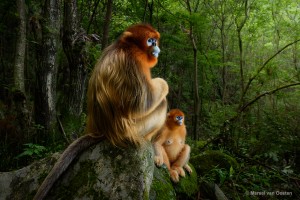 Wildlife Photographer of the Year revealed