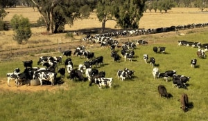 Goulburn Valley Creamery doubles production