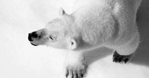 $25,000 Explorer&rsquo;s Grant - call for submissions