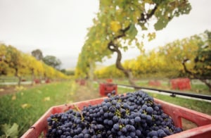 GS1 welcomes federal traceability funding