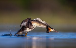 Bird photography 101: Capturing flight (Part one)