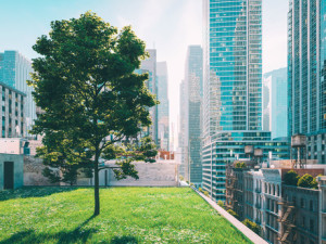 Dangerous decline in urban green spaces