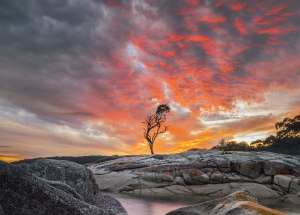 The iconic Bay of Fires tree is no more