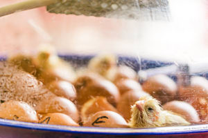 Hatching new solutions