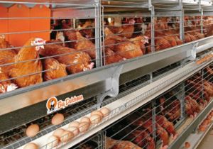 California overhauls egg production