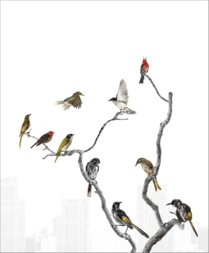 Bird lovers rejoice! BirdLife Australia's 'Birdtown' exhibition opens in Sydney this week