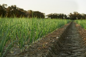Level Up Hort report: Converting costs to income