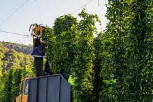 Cascade celebrates 200 years with fresh hops release