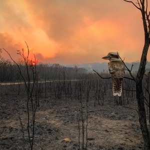 Bushfire image wins Australian National Award at the Sony World Photography Awards